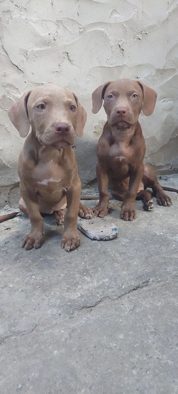 Cachorro Pitt monster  - Foto 3