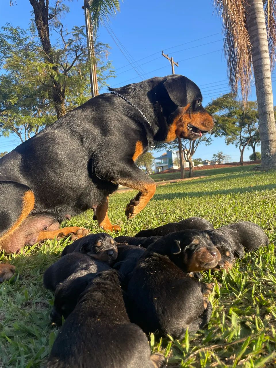 Filhotes de Rottweiler  - Foto 2