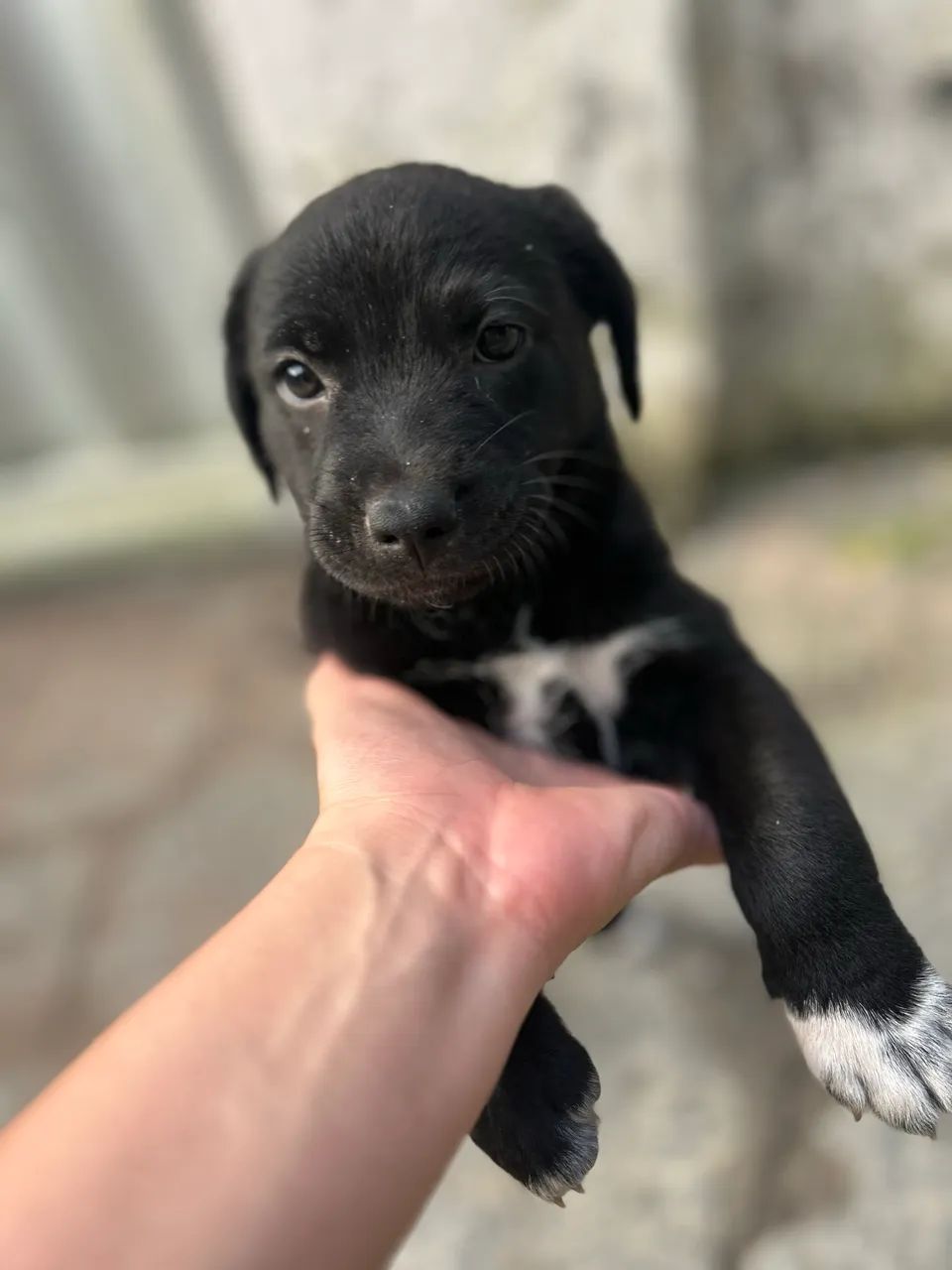 Adoção Responsável  - Foto 3