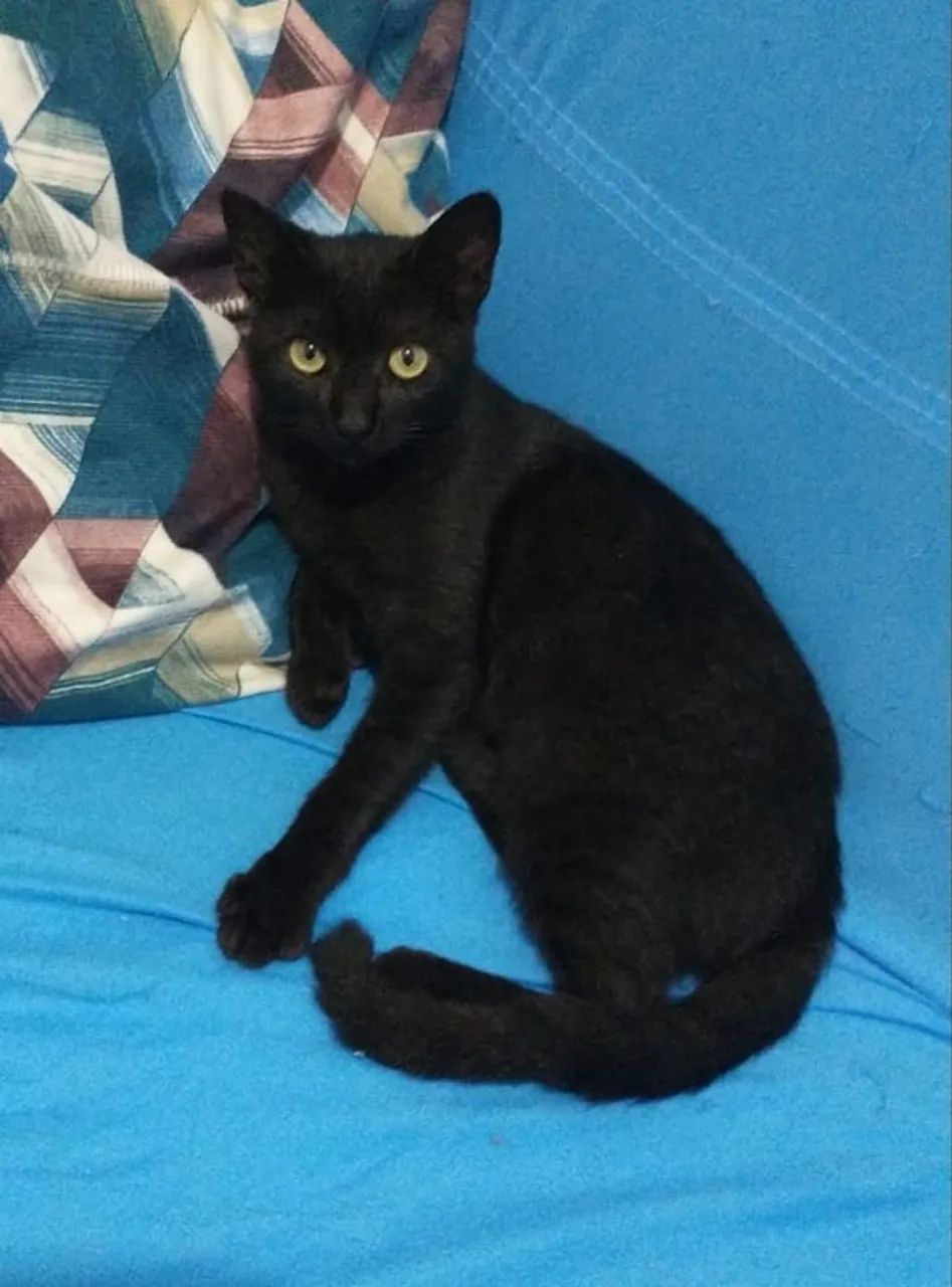 Adote esse Gato  - Foto 2