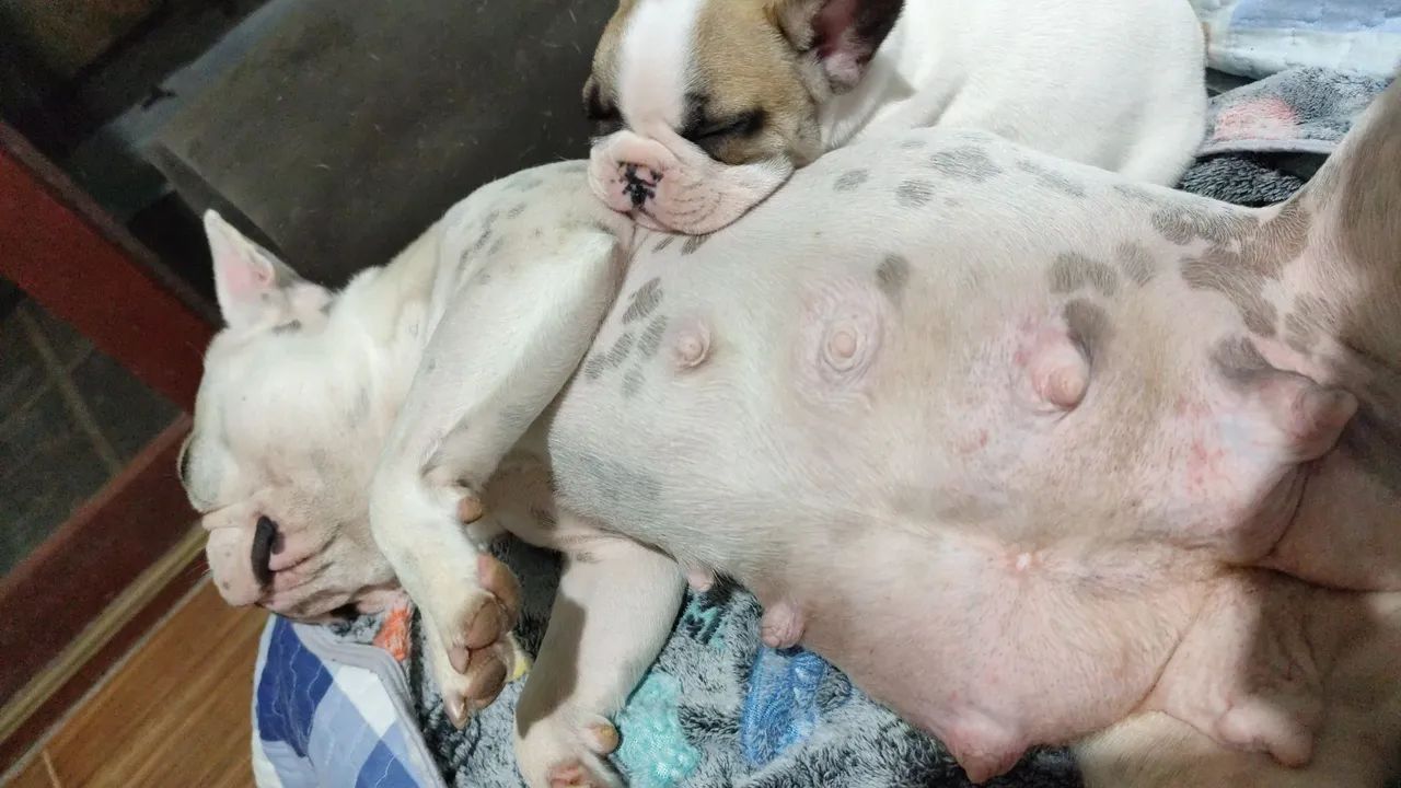 Bulldog francês  - Foto 5