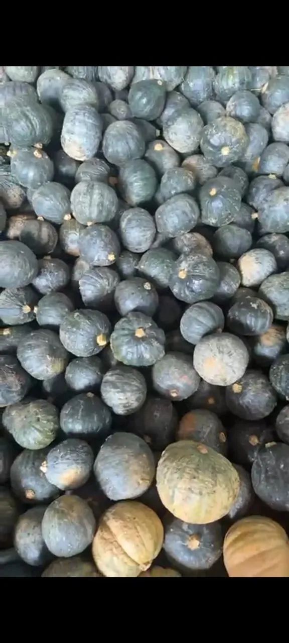 Abóbora Cabotiá á VENDA  - Foto 2