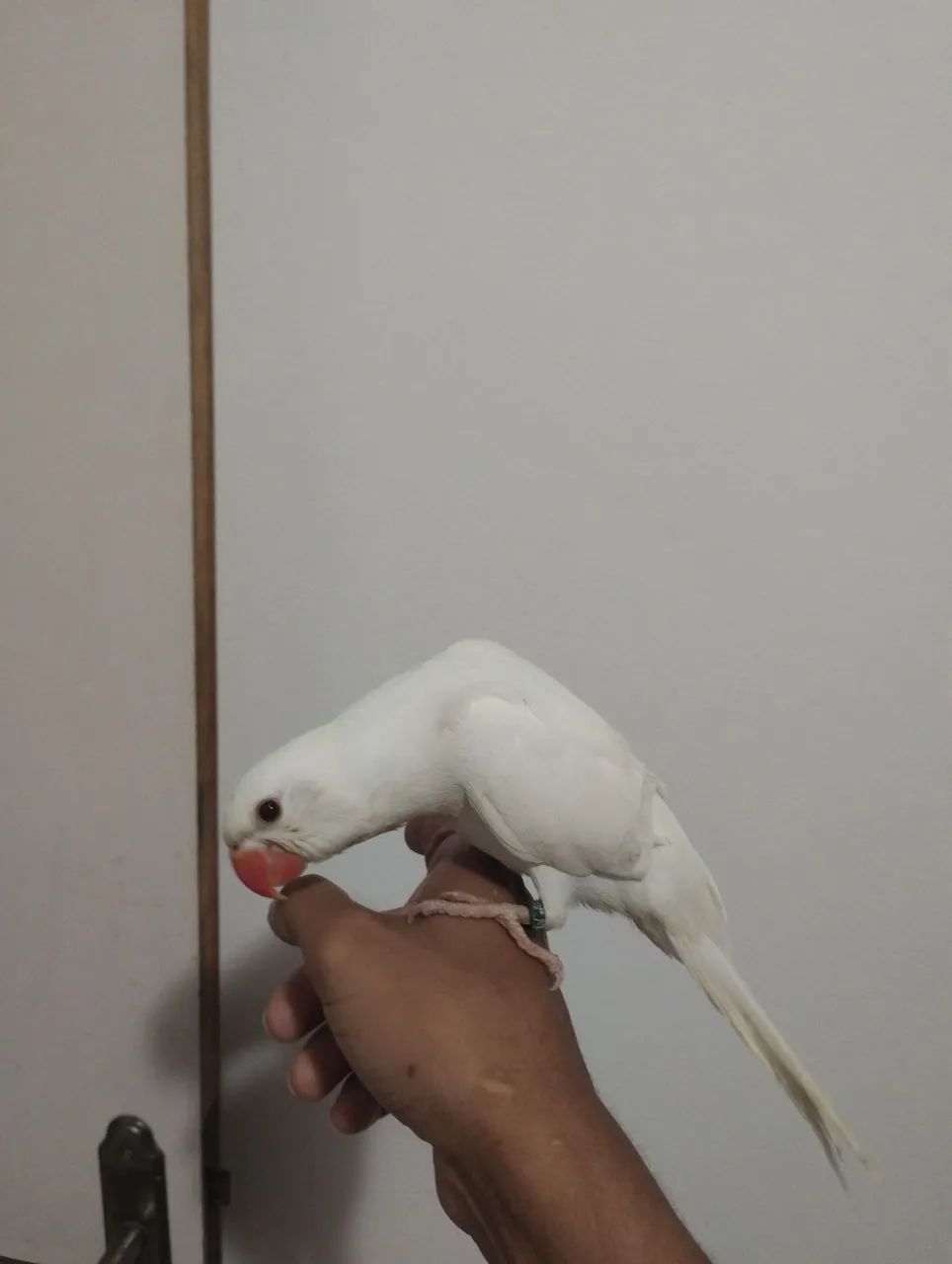 Gaiolas 