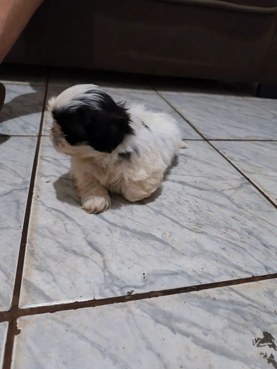 Shi tzu macho  - Foto 3