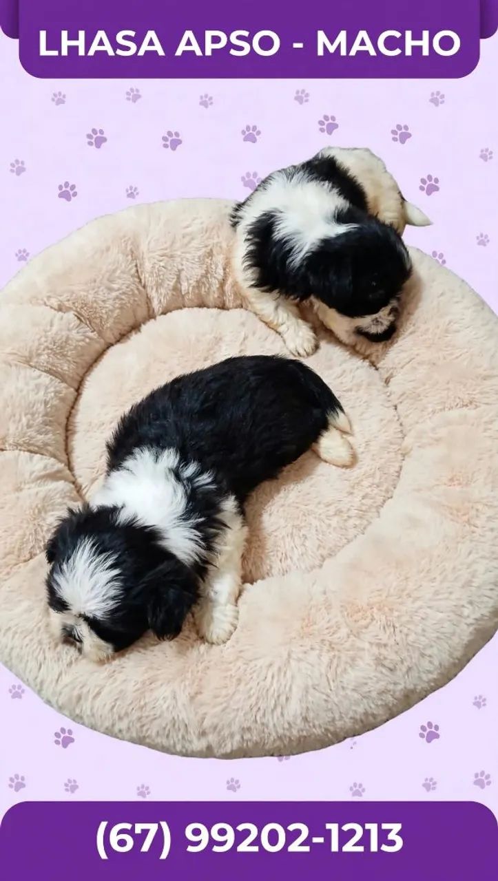 Shihtzu macho - Foto 2