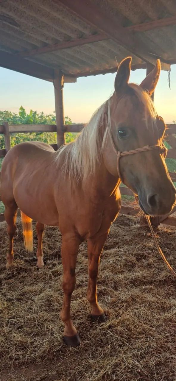 Potro palomino neto de Peeko del Cielo