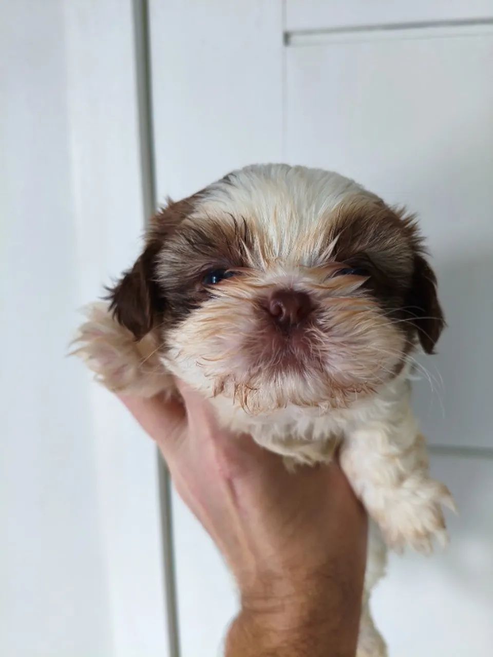 Lindos filhotes de Shih Tzu macho  - Foto 3