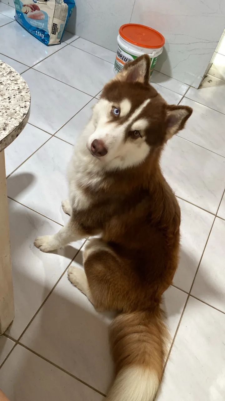 Husky para cruzar  - Foto 2
