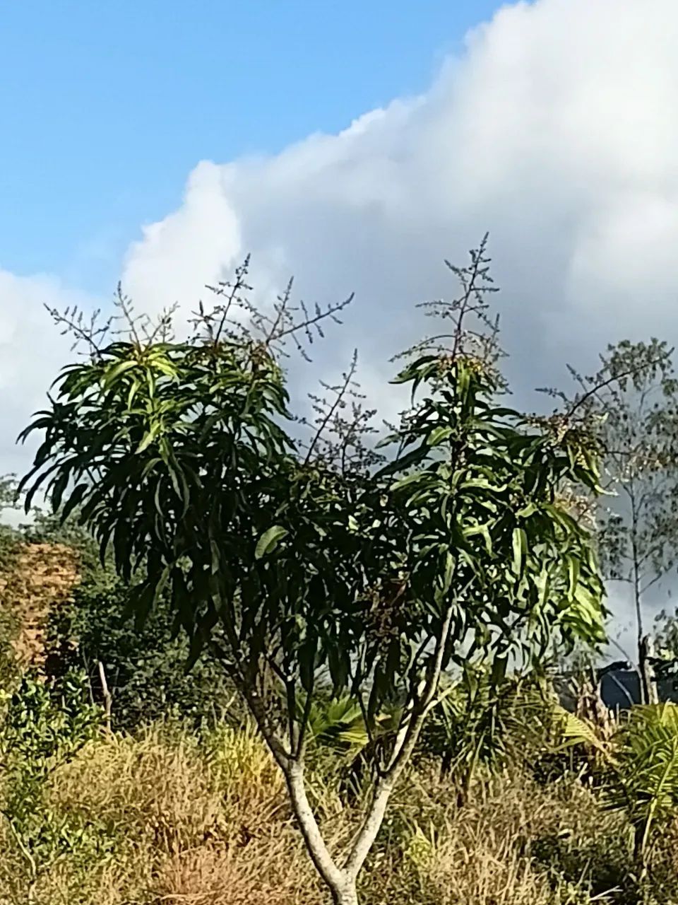 .Chácara 7 km da cidade - Foto 5