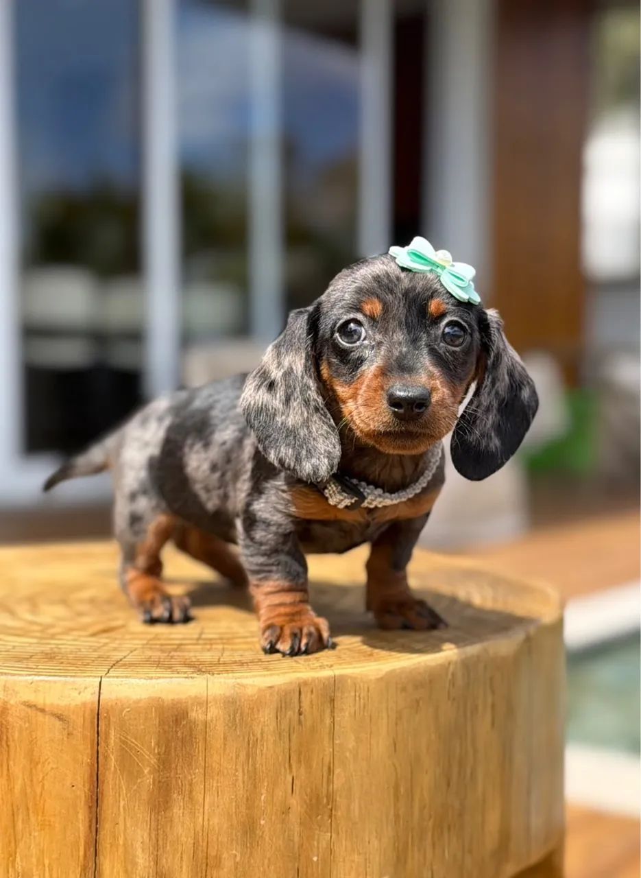 Dachshund Miniatura  - Foto 5