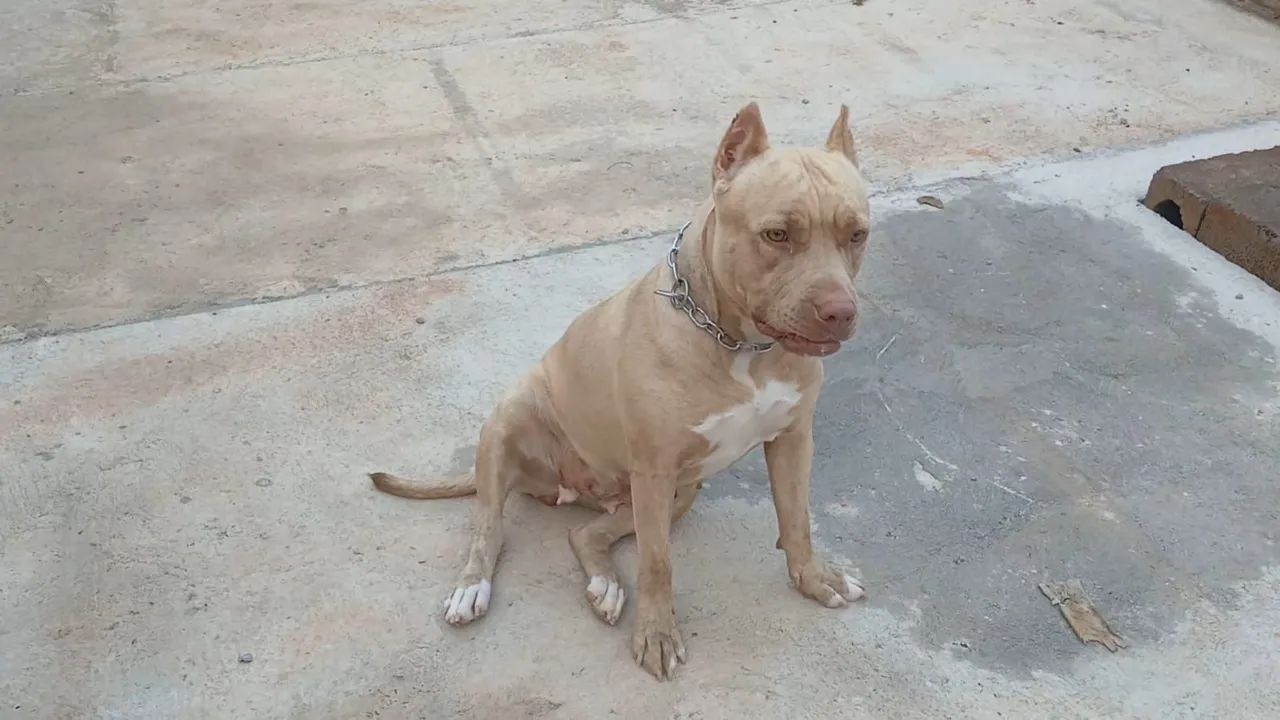 Pitbull  - Foto 4