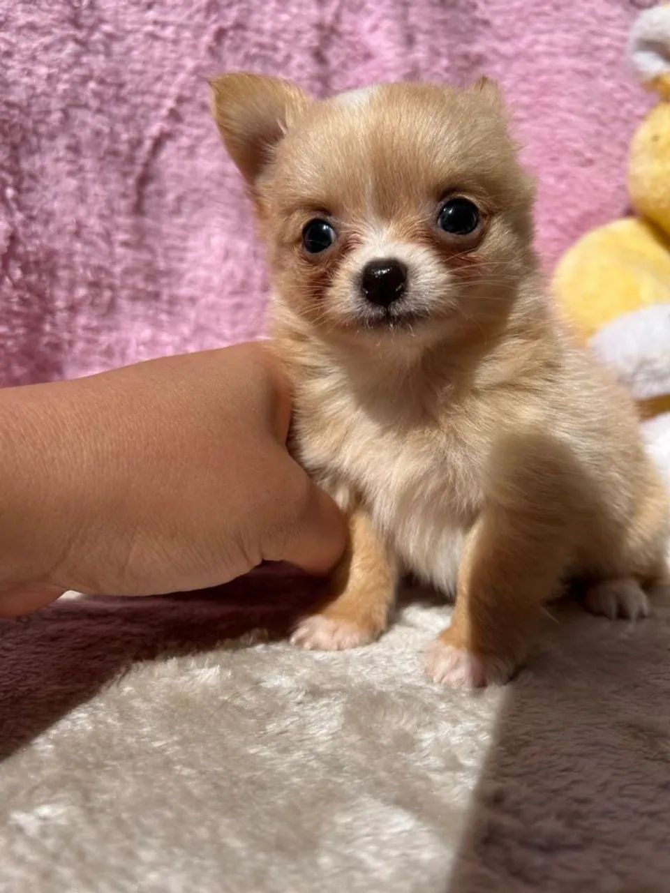 Chihuahuas micro: - Foto 2