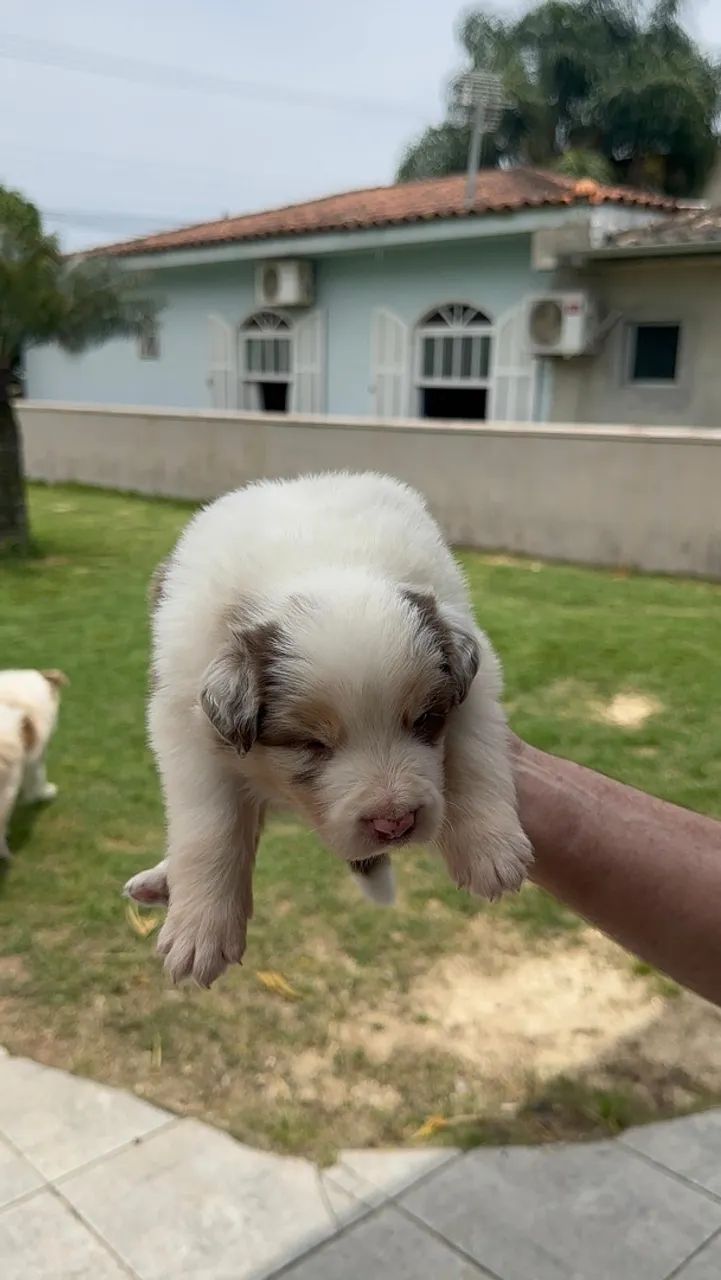 Vendo filhotes de boder collie - Foto 2