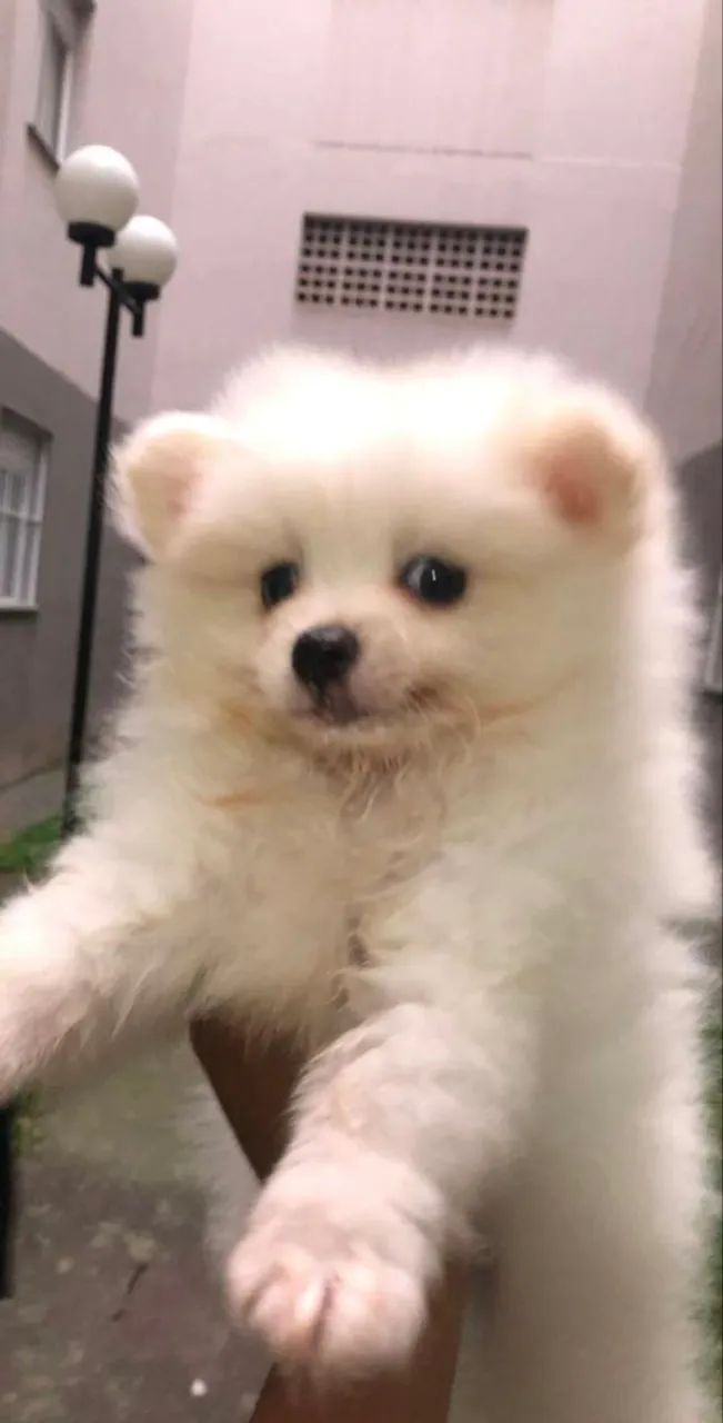 Spitz alemão  - Foto 2