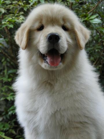 Golden Retriever - belíssimos filhotes Canil Tajj Mahall. Faça a sua reserva !!!