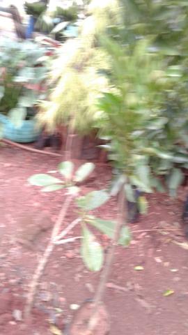 Adubação completa monto pomar- chacará e Fazenda - Frutíferas produzindo e mudas eucalipto