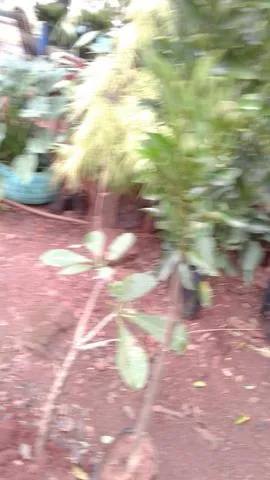 Adubação completa monto pomar- chacará e Fazenda - Frutíferas produzindo e mudas eucalipto