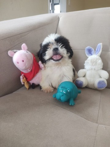 Bebês Shih-tzu disponíveis (Alagoinhas, BA)