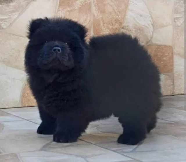 Chow - Chow 