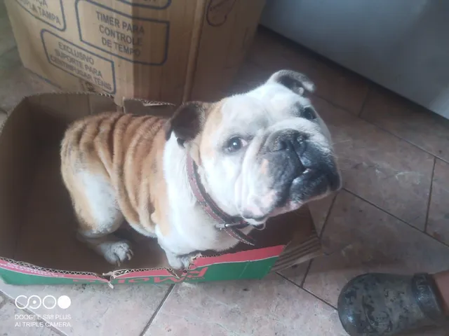 Bulldog ingles preto  +24 anúncios na OLX Brasil