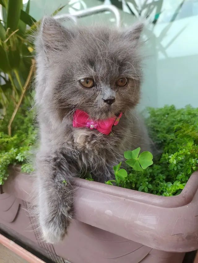 Filhote gato persa Himalayan - Foto 4