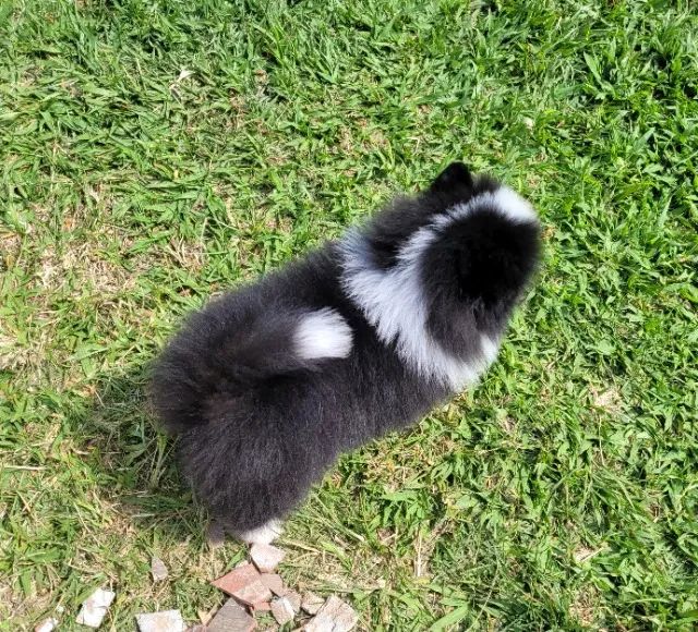 Spitz alemão Macho Pedigree CBKC 10x sem juros - envio gratis*  - Foto 4