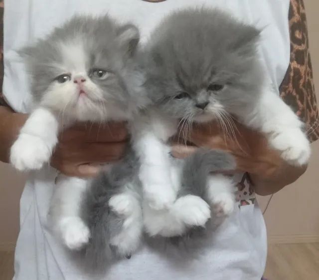 Filhotes de Gato Persa 