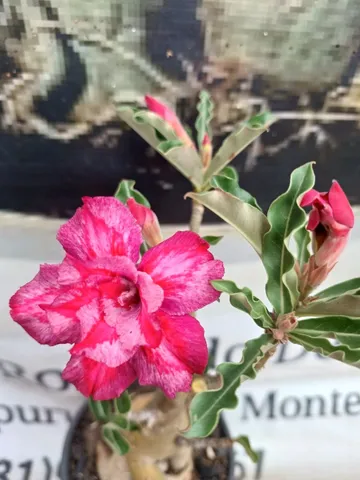 Rosa do Deserto