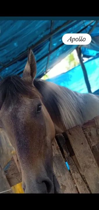 Potro Mangalarga Marchador  - Foto 4