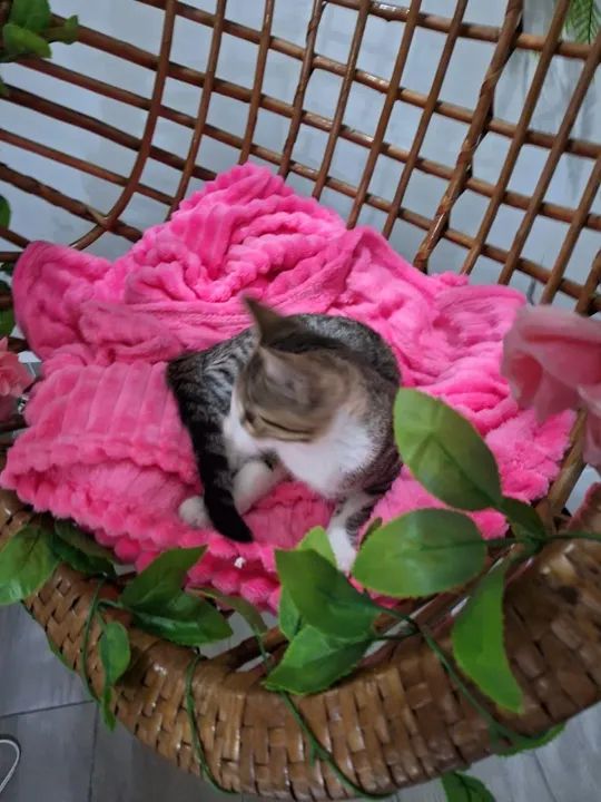 Filhote resgatado,,para adoção com amor  - Foto 3