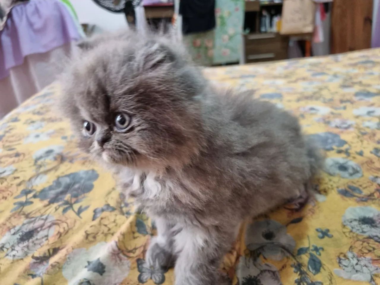 Gato Persa Blue disponível 12x 89 - Foto 2