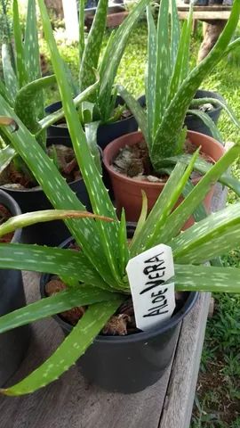 BABOSA ALOE VERA  - Foto 2