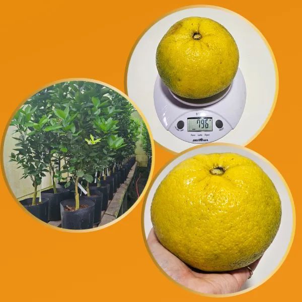 Mudas da laranja champanhe produzindo cristal  - Foto 3