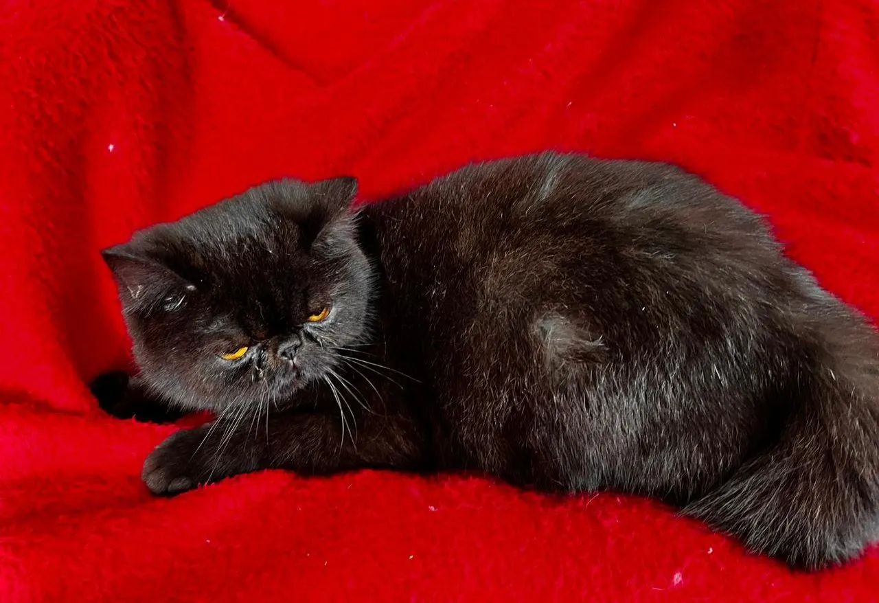 Gato exótico preto - Foto 4