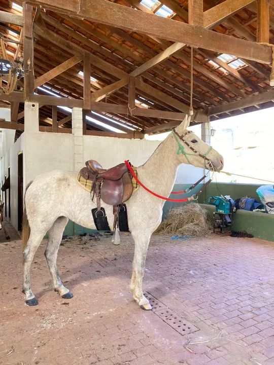 Égua Marcha Picada Genuína  - Foto 2