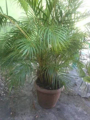 vendo  coquerinho de jardim - Foto 3