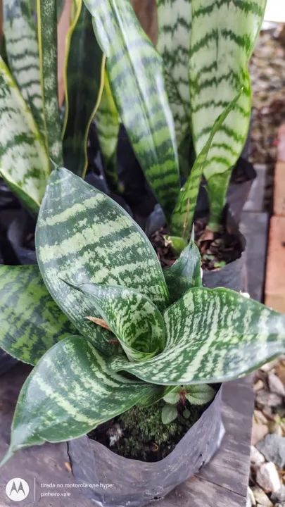 ESPADAS DE SÃO JORGE - Foto 6