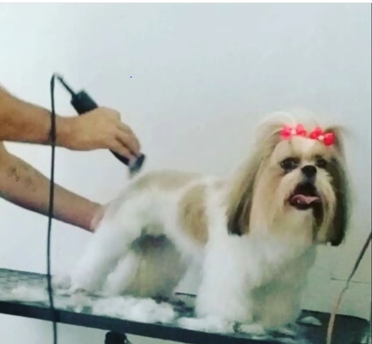 Curso de Banho e Tosa - Foto 3