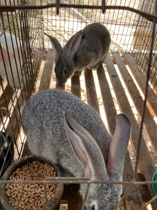 Coelhos gigantes de Flandres  - Foto 4