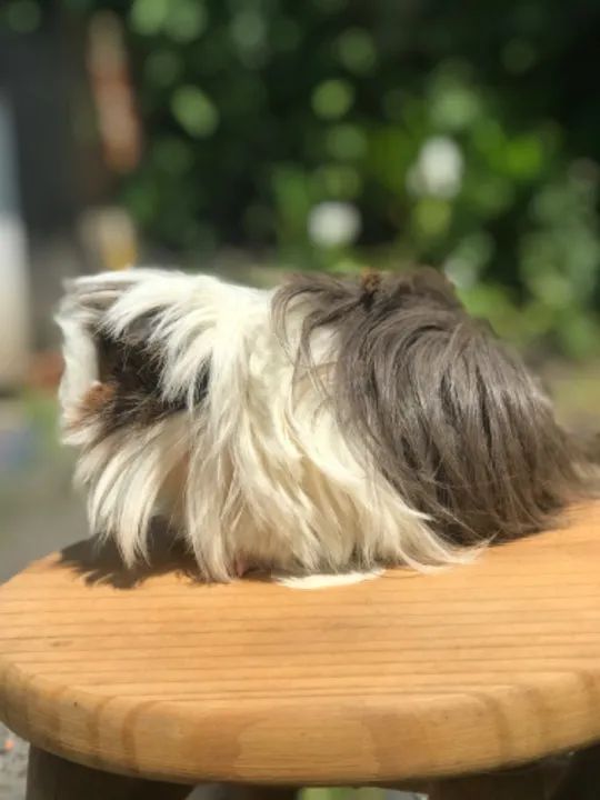 Porquinho da Índia filhotes 