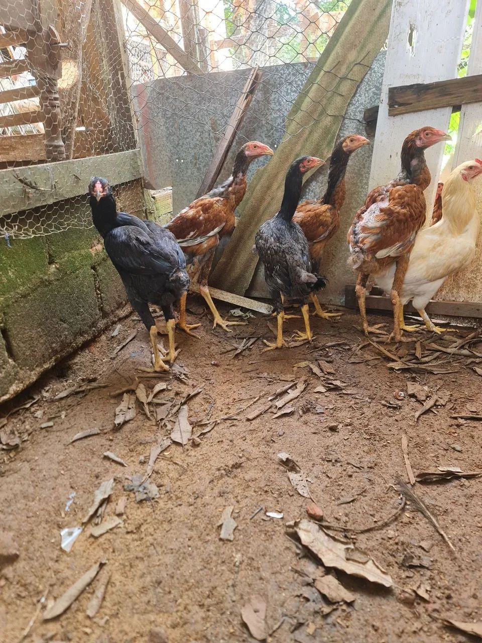 Casal de frango índio gigante, 200.00 - Foto 4