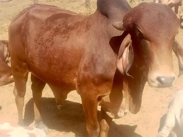 Tourinho Gir Leiteiro Puro