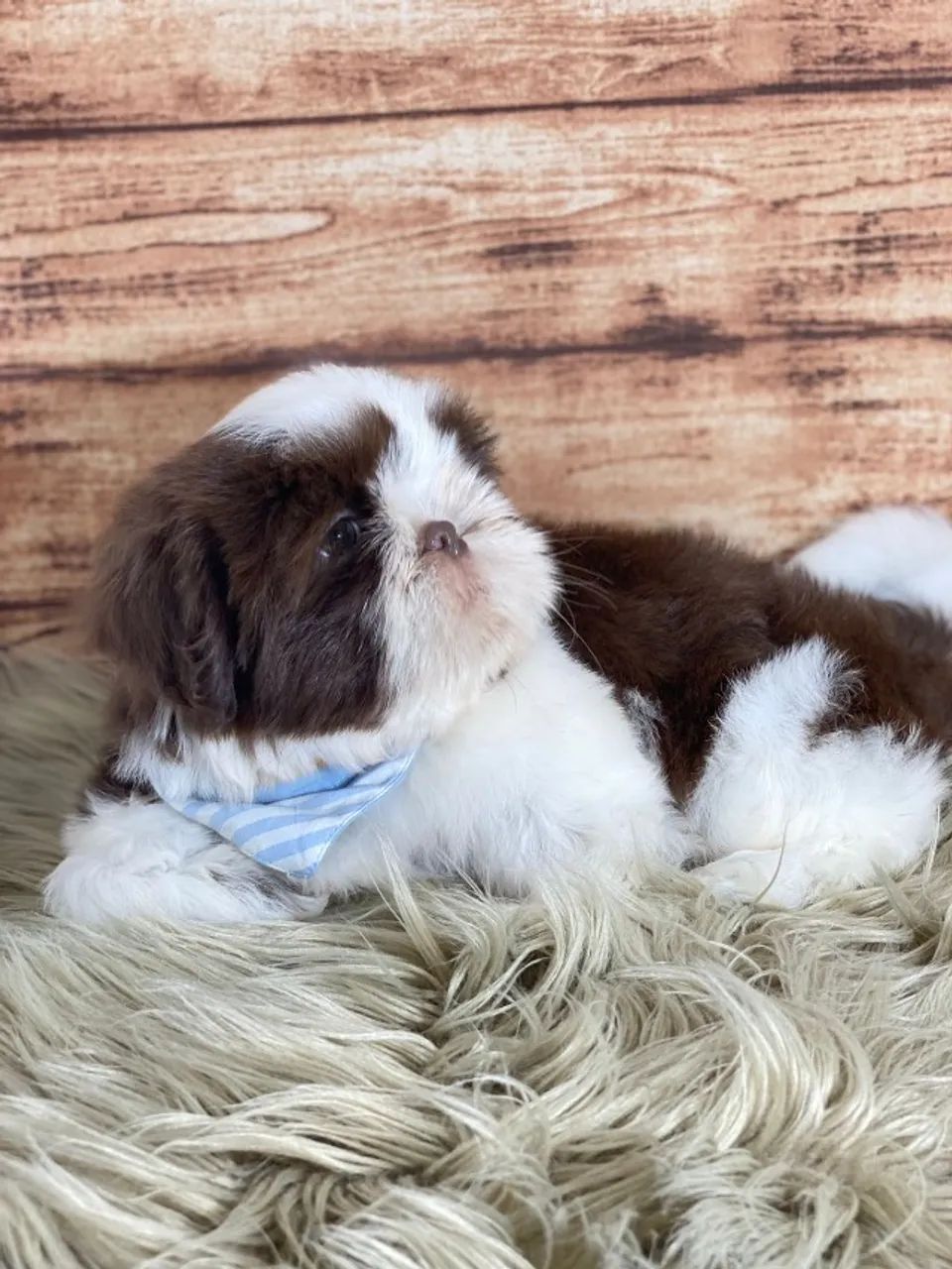 Shih Tzu Fêmea branca e pretinha com 67 dias, Dani