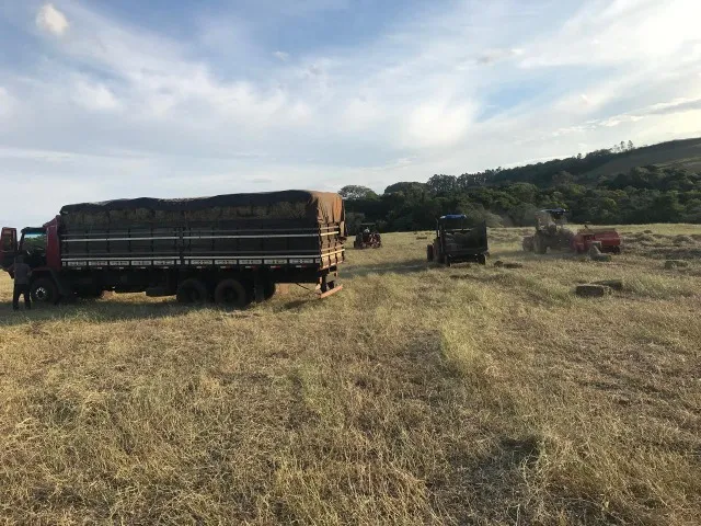 Feno de Tifton 85 fardos de 15 kg