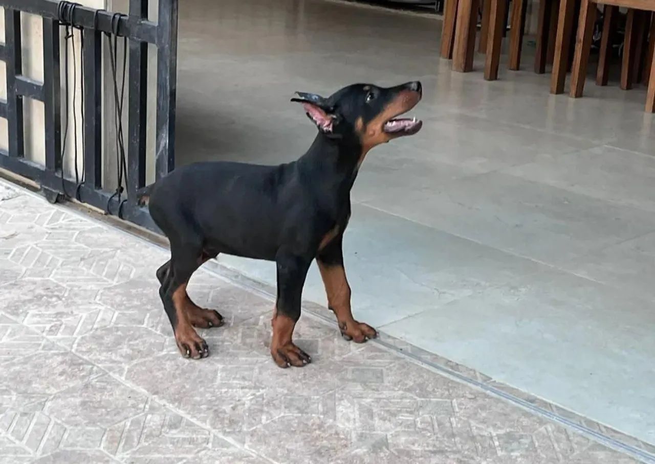 Filhotes de Doberman  - Foto 3