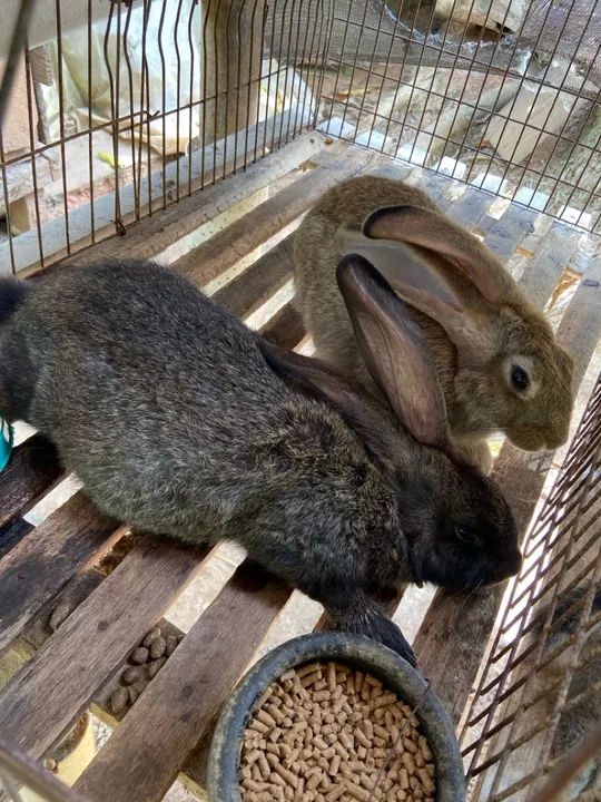 Coelhos gigantes de Flandres  - Foto 5