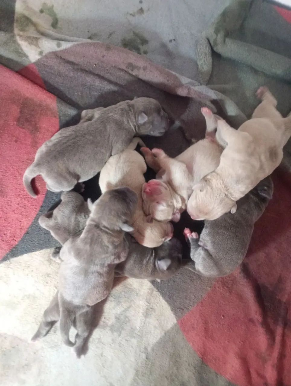 Filhotes de American bully