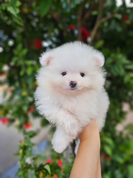 Spitz alemão  - Foto 3