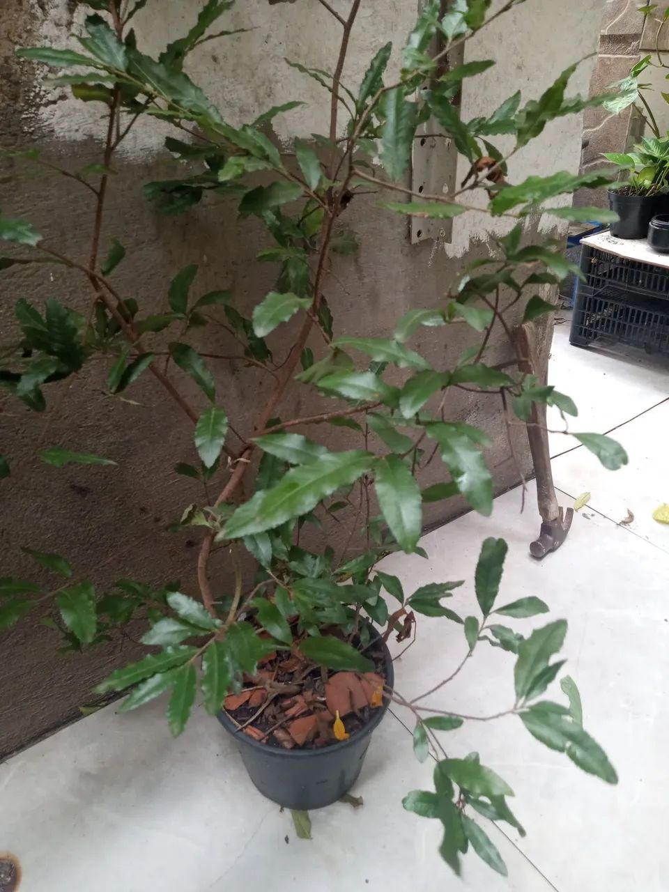 Plantas diversas  - Foto 4