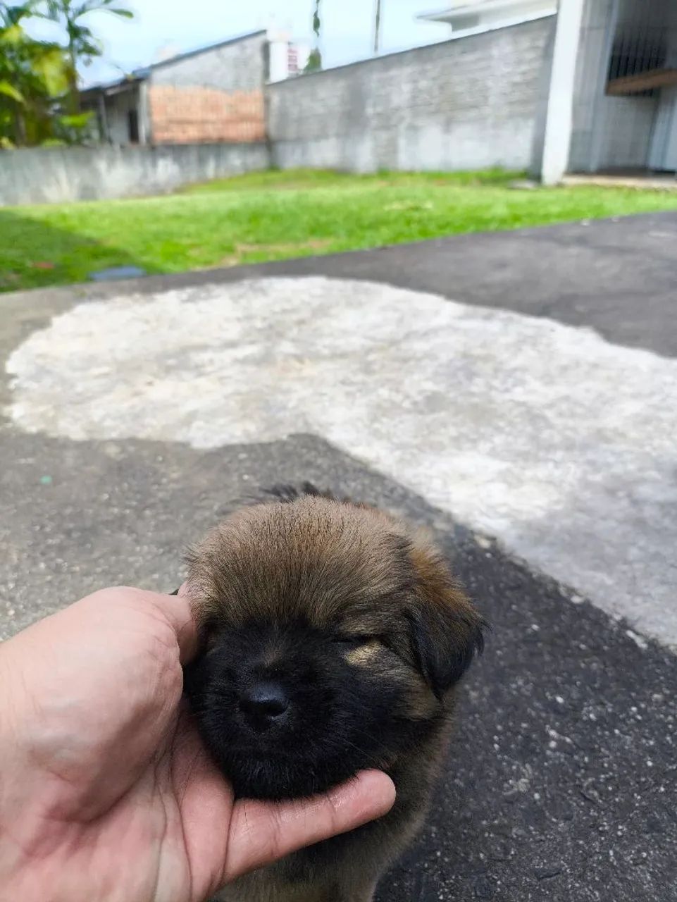 Doação de filhote - Foto 2